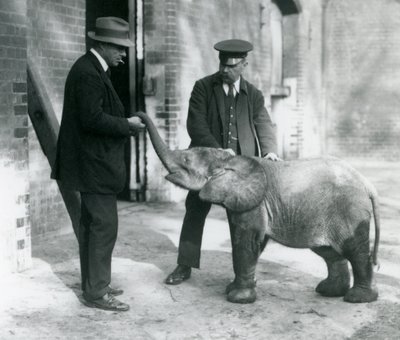 Il neonato elefante pigmeo della foresta Tiny, con i suoi custodi Robertson, Stimpson e Milbourn allo Zoo di Londra, 1922 da Frederick William Bond